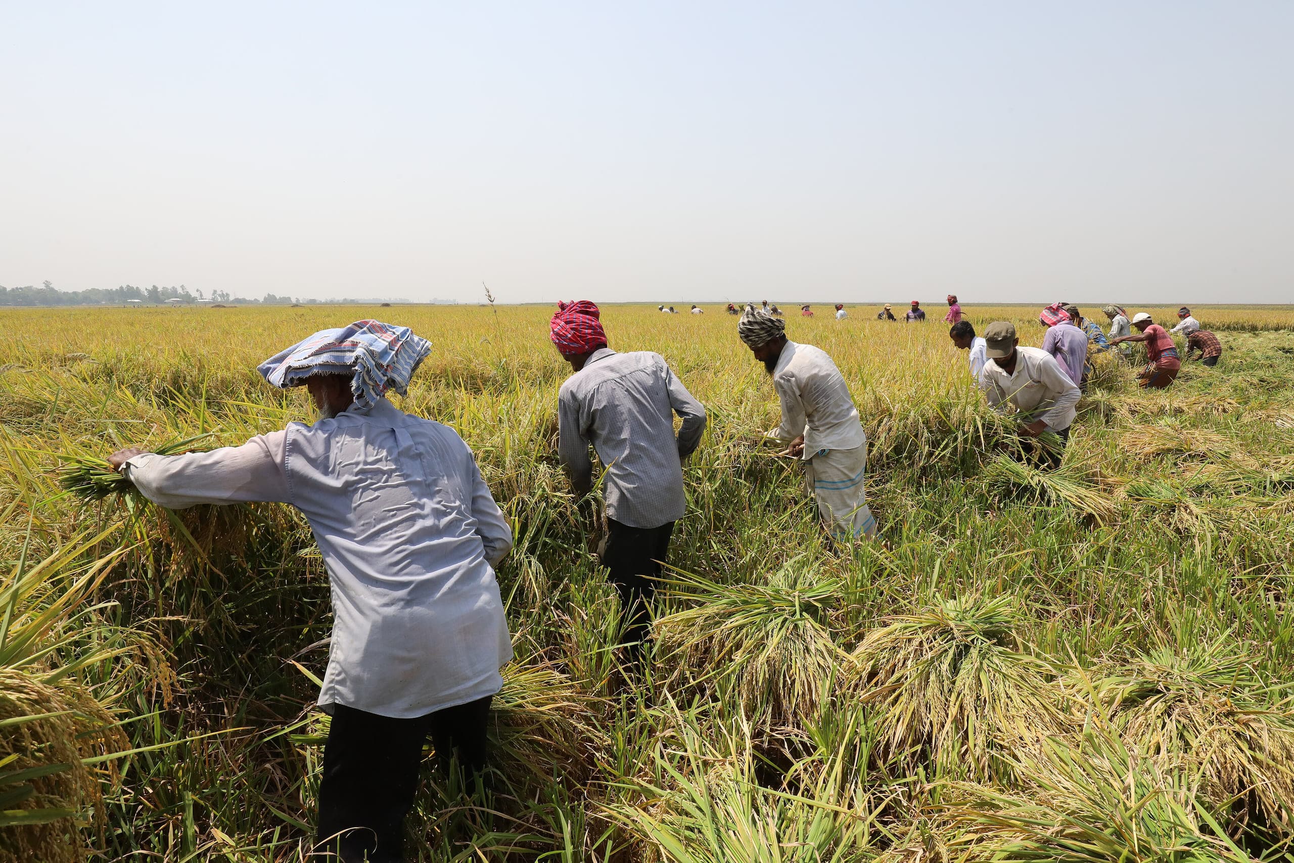 Agricultural sourcing network supplying CK Foodstuff Trading LLC